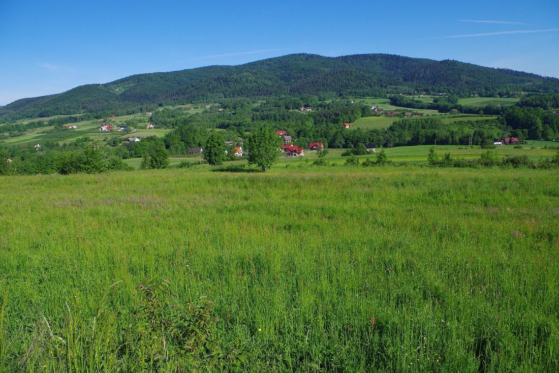 Masyw Ciecienia widziany latem z łąk Woli Skrzydlańskiej, z zabudową wsi u podnóża.