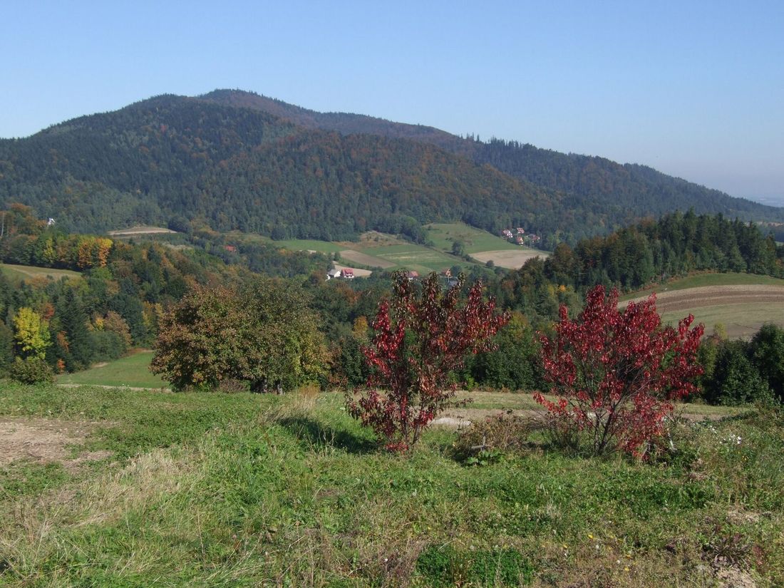 Jesienny widok na Ciecień z przełęczy Wielkie Drogi, z przebarwionymi drzewami na pierwszym planie.