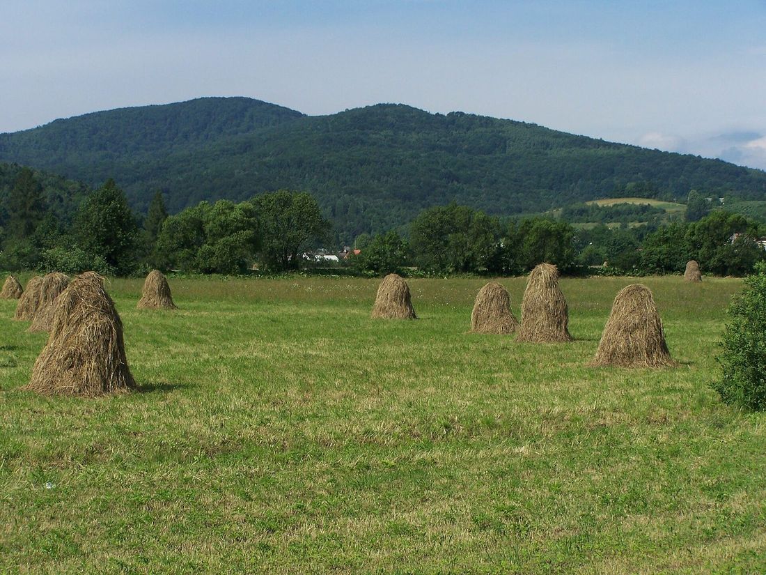 Grodzisko widziane z Góry Świętego Jana, na pierwszym planie łąka ze stogami siana.