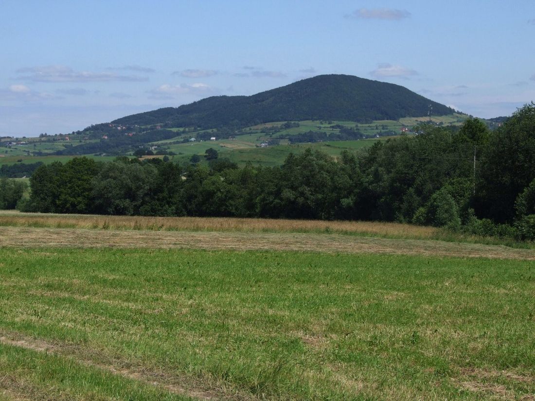 Charakterystyczna wyspowa sylwetka Grodziska widziana z szosy Wiśniowa–Lipnik, latem, przy pogodnym niebie.