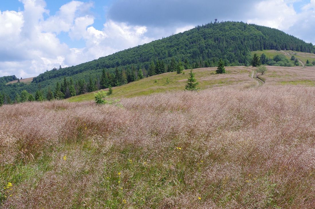 Widok z polany Stumorgi (Hala Stumorgowa) na kopułę Mogielicy z wieżą widokową na wierzchołku, latem.