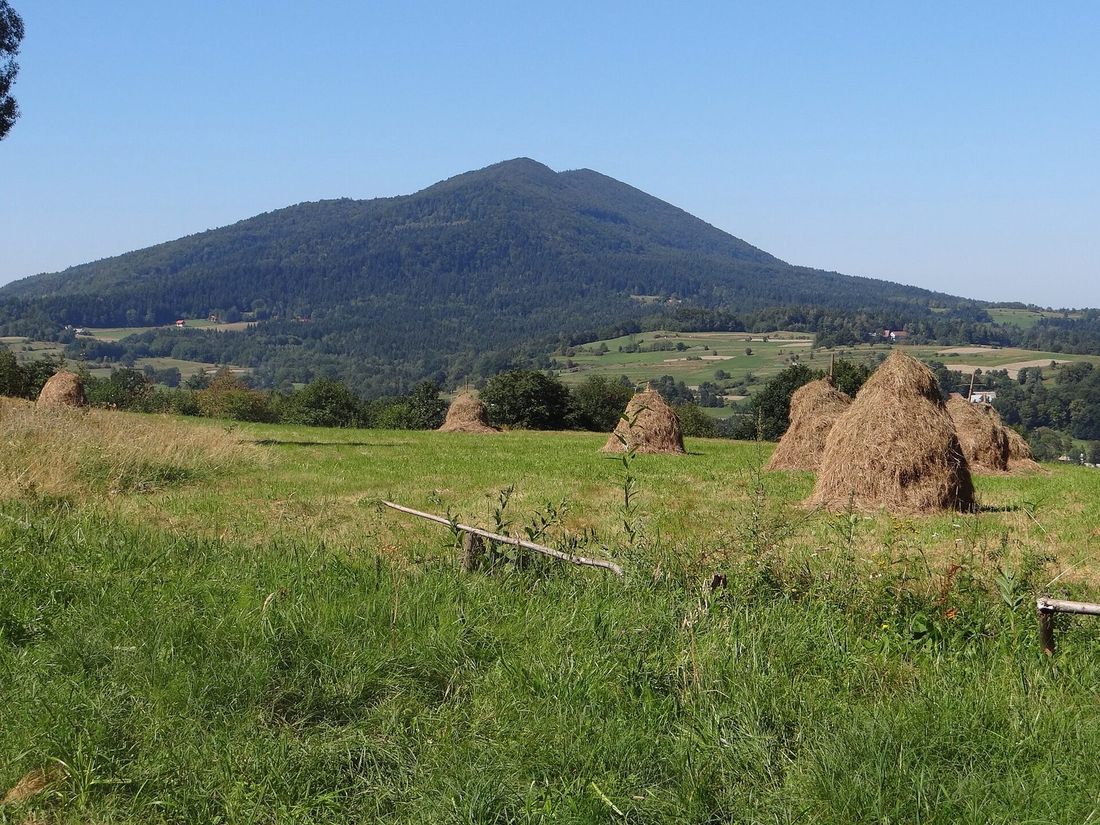 Letni widok na kopulasty masyw Śnieżnicy znad łąk z kopkami siana, spod Łopienia — klasyczna "wyspa" Beskidu Wyspowego.