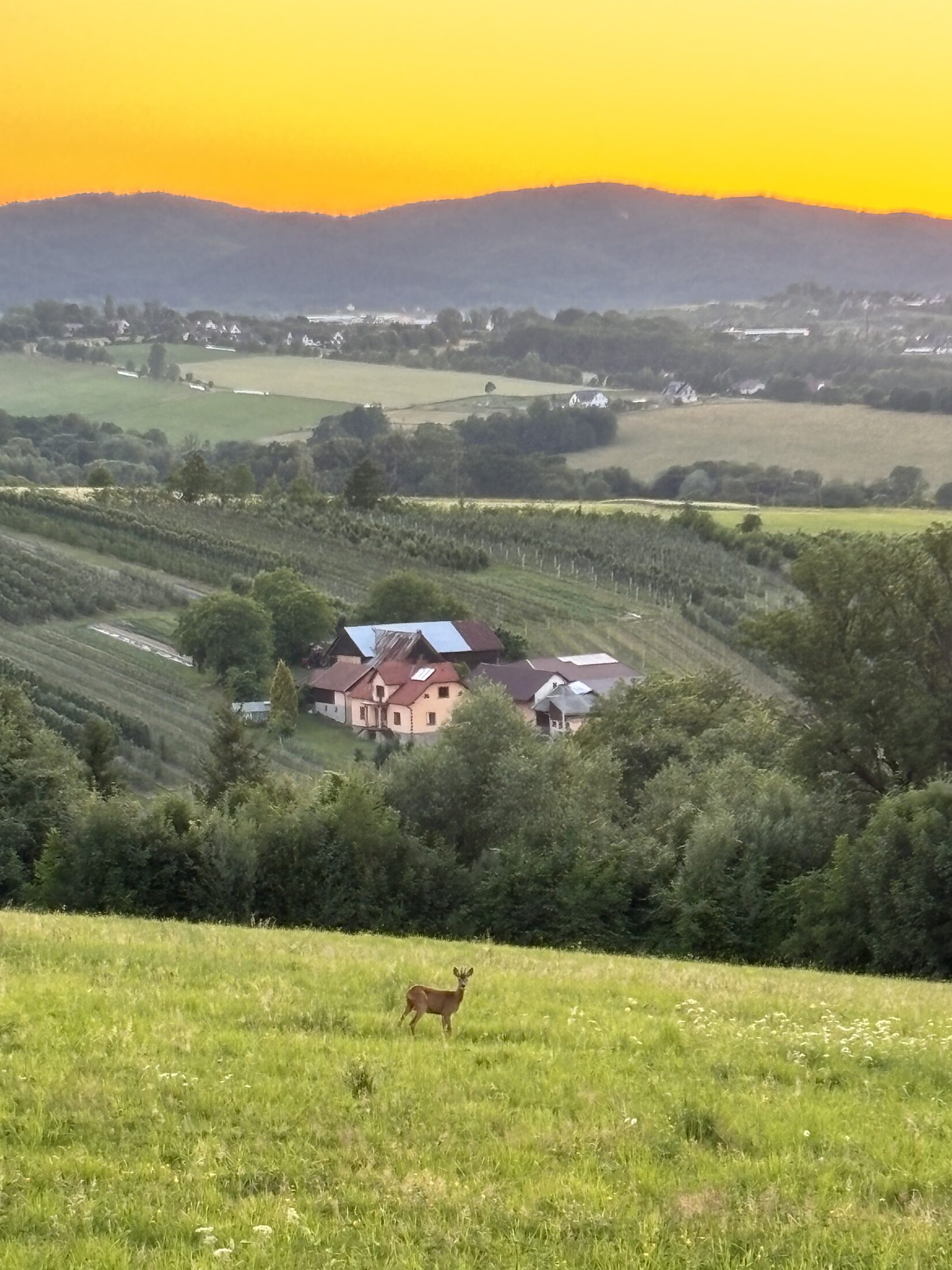 Widok z Wachaty - dom o zachodzie słońca, sarna na łące