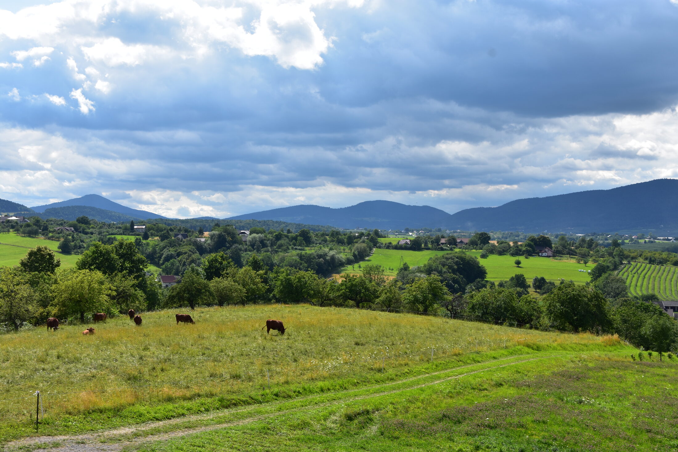 Widok z Wachaty - krowy na łące, panorama grzbietów